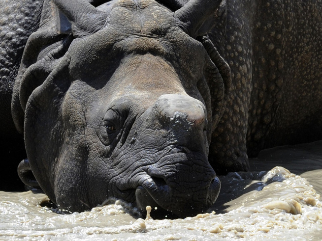 Nesli tehlikede olan siyah gergedanlar hayatını kaybetti! - Resim : 1