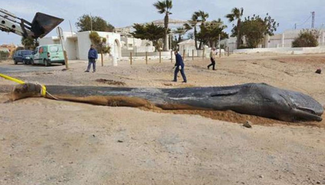 Ölen balinanın midesinden 29 kilo atık çıktı! - Resim : 1