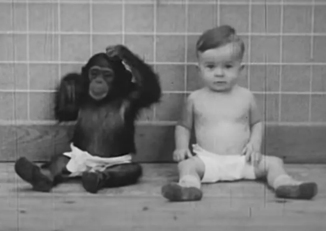 İnanılmaz "Kellogg Deneyi": Bir maymun ve bir çocuk kardeş olarak büyütüldü! - Resim : 2
