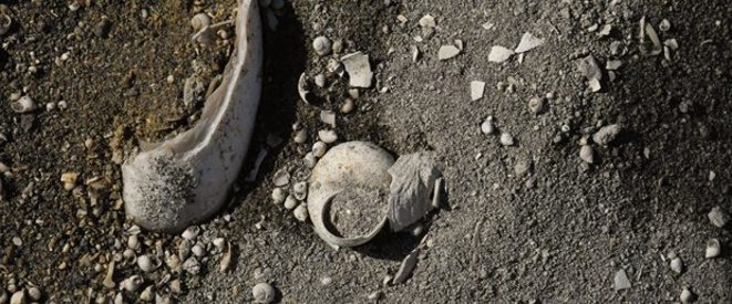 Muş'ta 11 milyon yıllık fosiller bulundu! - Resim : 1