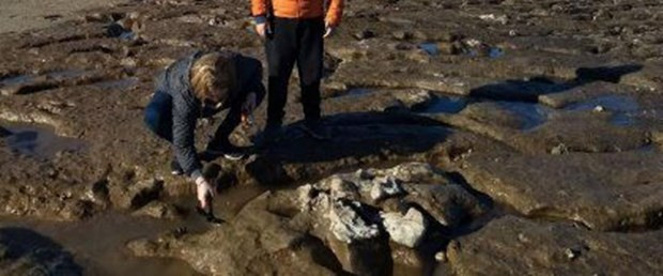 700 bin yıllık tembel hayvan fosili bulundu! - Resim : 1