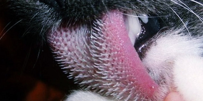 Kedi dilini model alan saç fırçası geliştirildi! - Resim : 1