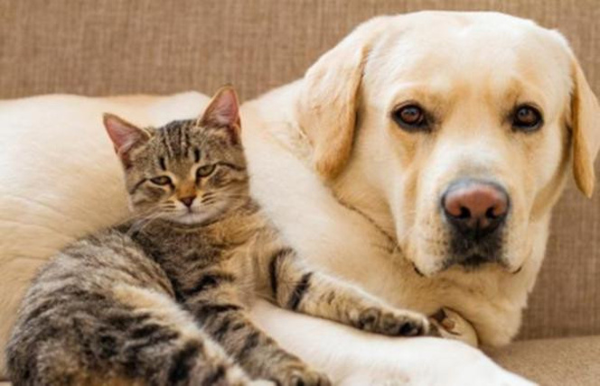 Köpekler neden siren seslerine duyarlılar? - Resim : 1