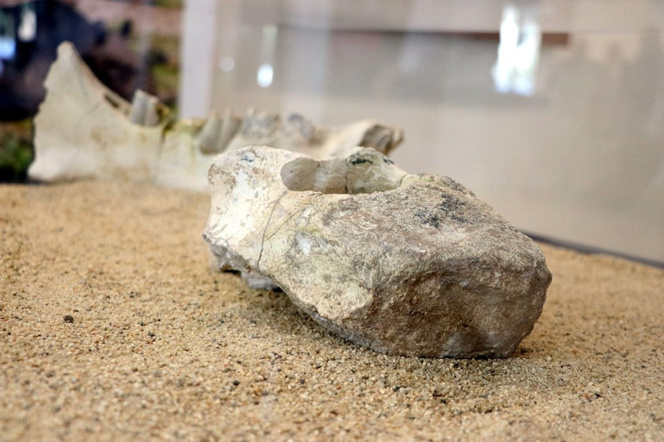 7,5 milyon yıllık fosiller Türkiye'de! - Resim : 1