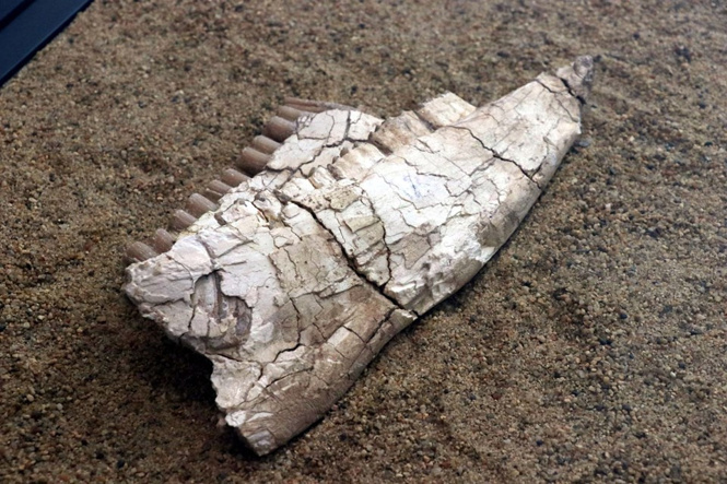 7,5 milyon yıllık fosiller Türkiye'de! - Resim : 2