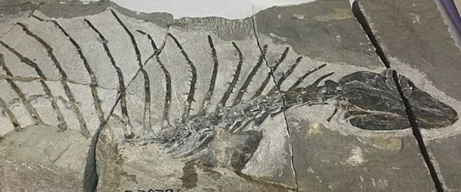 300 milyon yıllık otobur sürüngen fosili bulundu! - Resim : 1