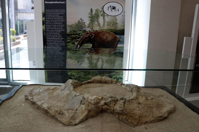 7,5 milyon yıllık fosiller Türkiye'de! - Resim : 4