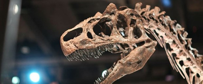 Tayland'da iki yeni dinozor türü keşfedildi - Resim : 1