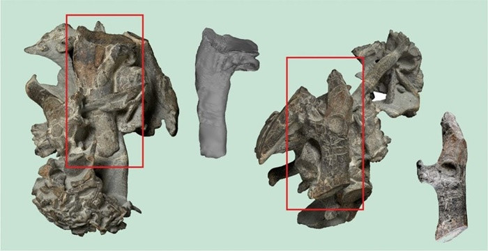 İnsan boyunda penguen fosili bulundu! - Resim : 2