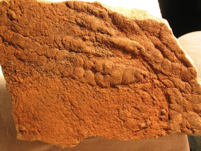 1 milyar yaşındaki Dünyanın en eski yosun fosili! - Resim : 1