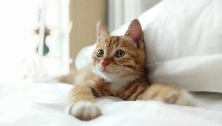 1469391512_xiaomi-redmi-pro-1jpg1469379395.jpg 1469391512_xiaomi-redmi-pro-1jpg1469379395.jpg