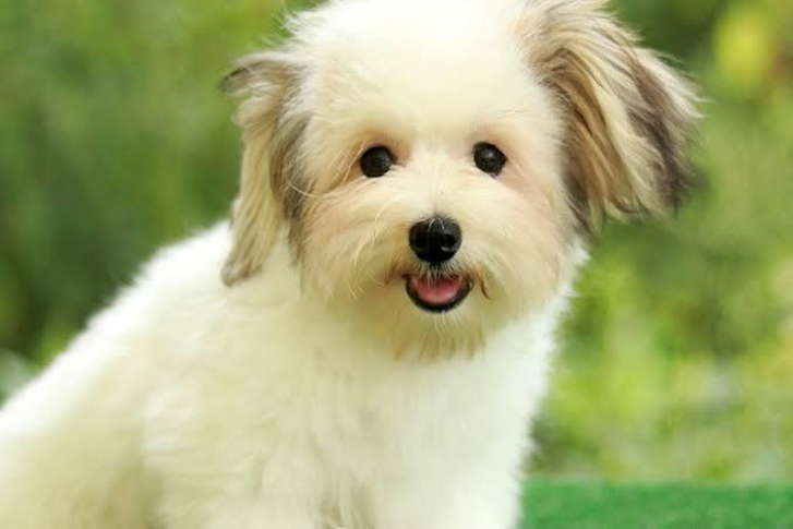 En Uysal Köpek Cinsleri ve Fiyatları - Resim : 5