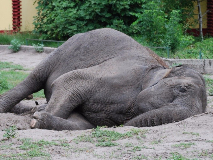 1443620241_sleeping-elephant.jpg 1443620241_sleeping-elephant.jpg