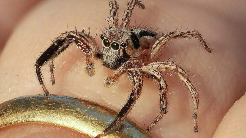Örümcekler hakkında şaşırtıcı buluş! Denizden gelmiş olabilirler