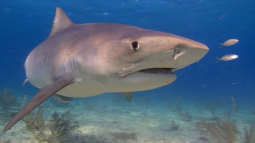 Nadir köpek balığı türü, onlarca yıl sonra yok sanıldıktan sonra yeniden keşfedildi