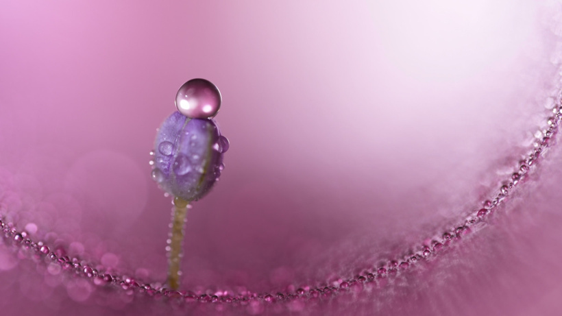 Sony FE 100mm F2.8 Macro GM OSS: Makro Fotoğrafçılığı Yeniden Tanımlayan Yeni G Master™ Lens