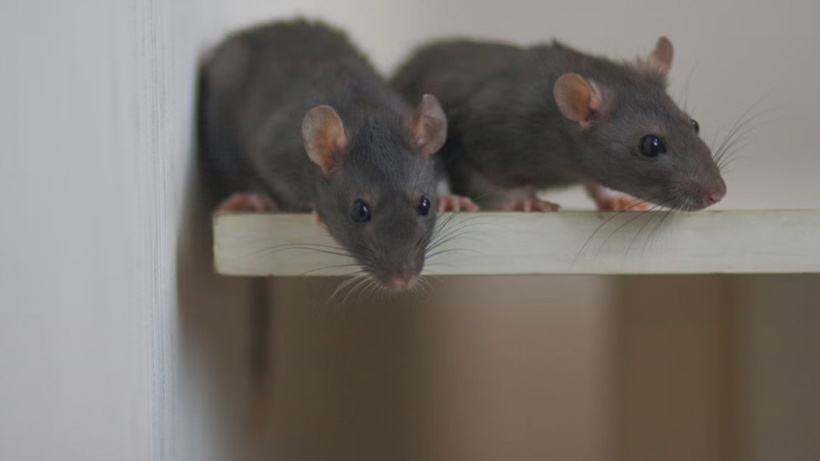 Bilim insanları farelerin zihinlerini okumayı başardı