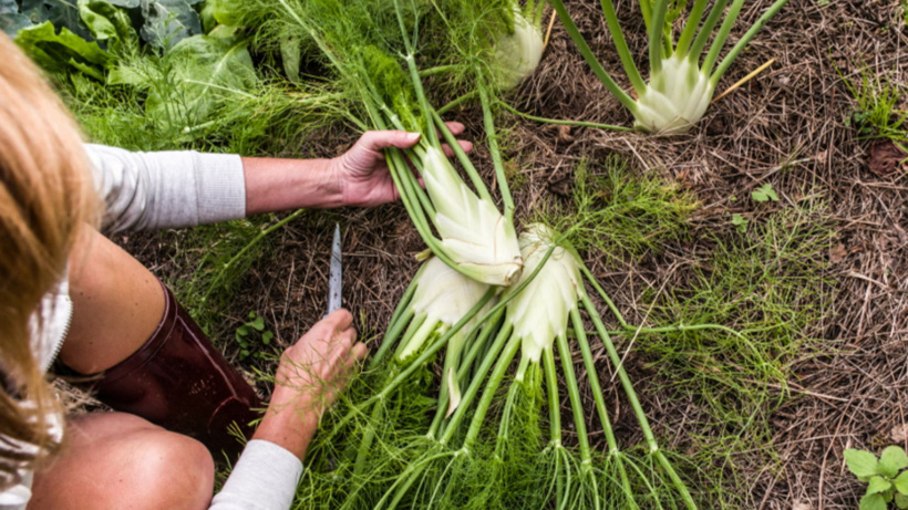 Rezene: Bağışıklığı güçlendiren ve kilo kontrolüne yardımcı şifalı bitki