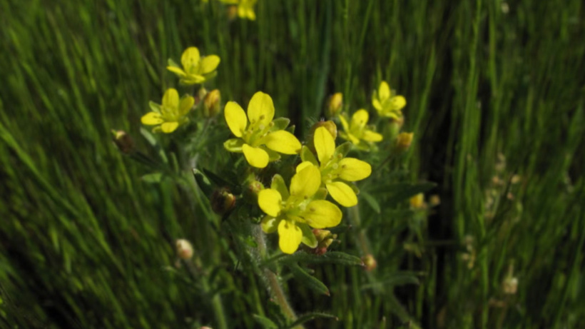 70 yıl sonra yeniden görüldü! Nesli tükendi sanılmıştı
