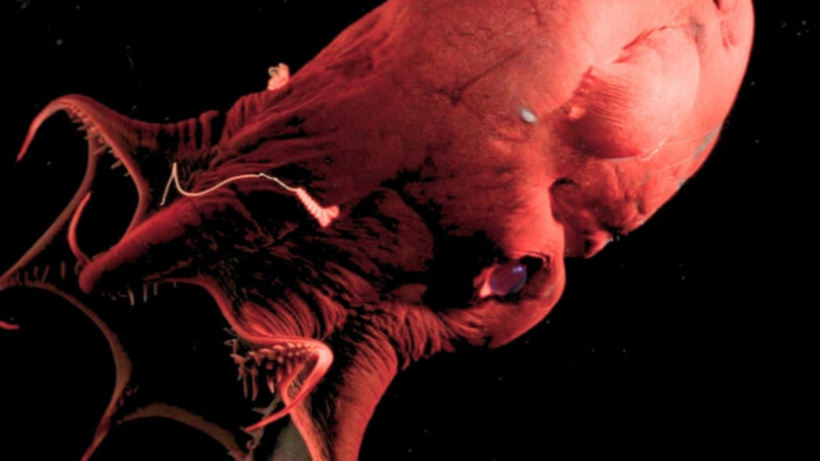 Ahtapotların kökenine ışık tutan buluş!