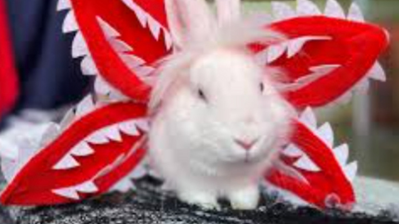 Esenyurt’ta “Tavşan Demogorgon” kavgası!