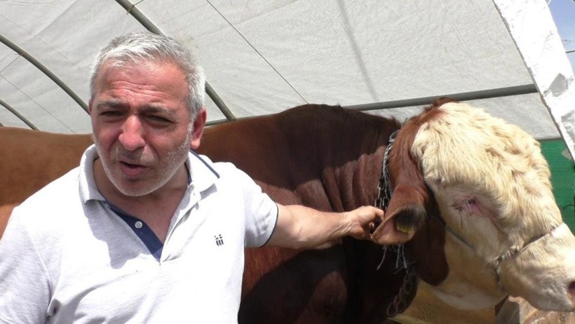 Bin 540 kilo ağırlığındaki TOGG isimli dana alıcısını bekliyor - Resim : 1