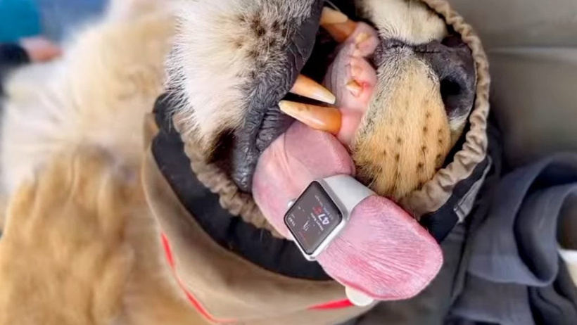 Aslanların kalp atış hızı Apple Watch ile takip ediliyor - Resim : 1