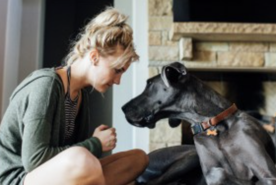 Köpekler yaşlanmanın sırrını sunabilir - Resim : 1